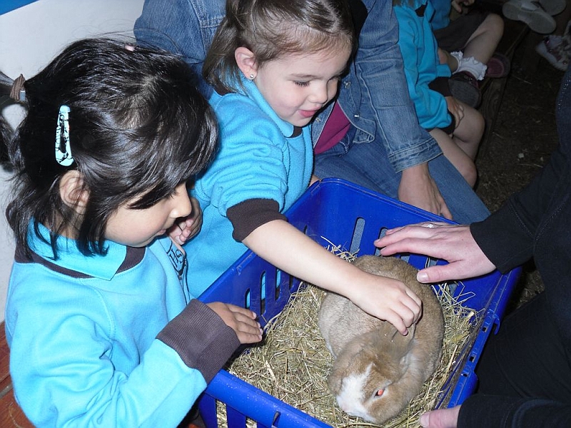 chicks21 015.jpg